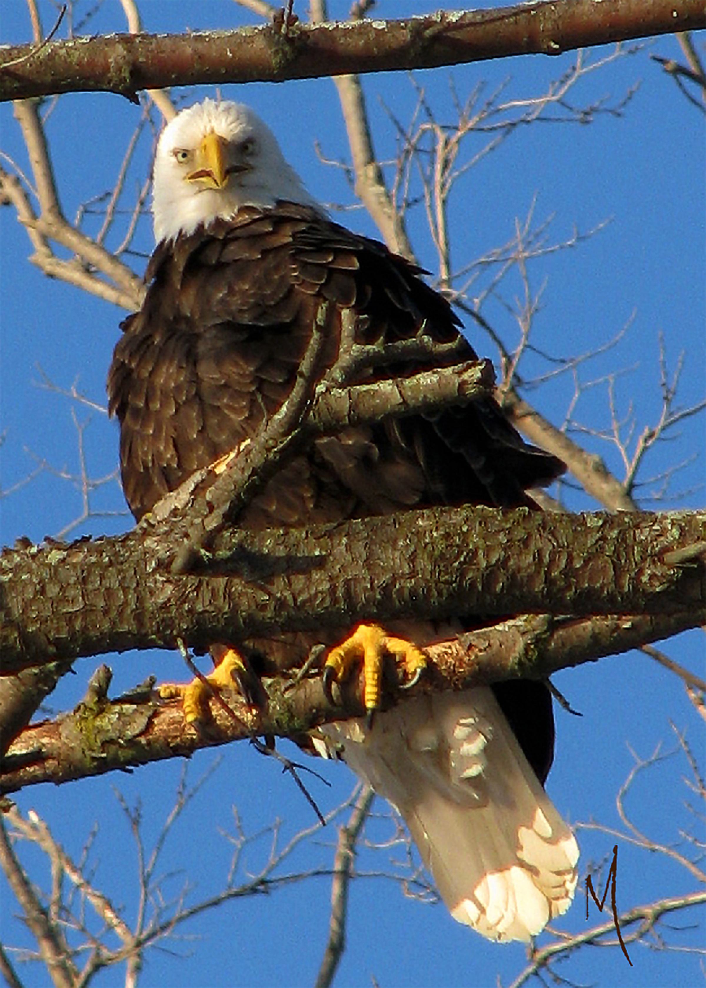 Bald Eagle
