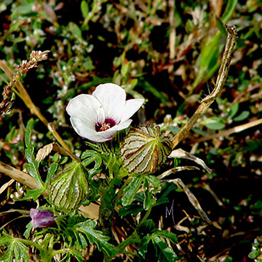 Flower.of.the.hour