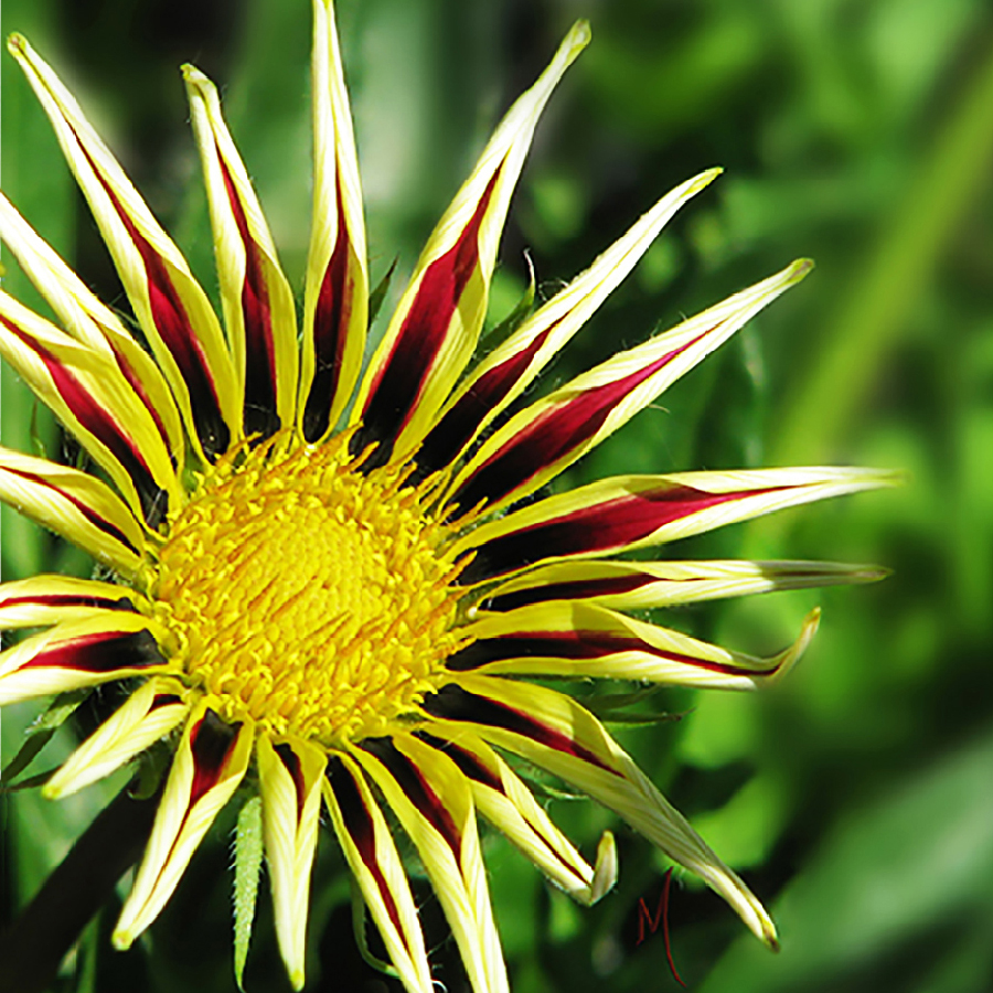 Gazania