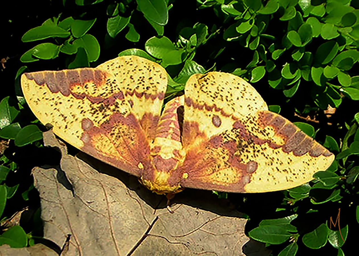 Imperial Moth