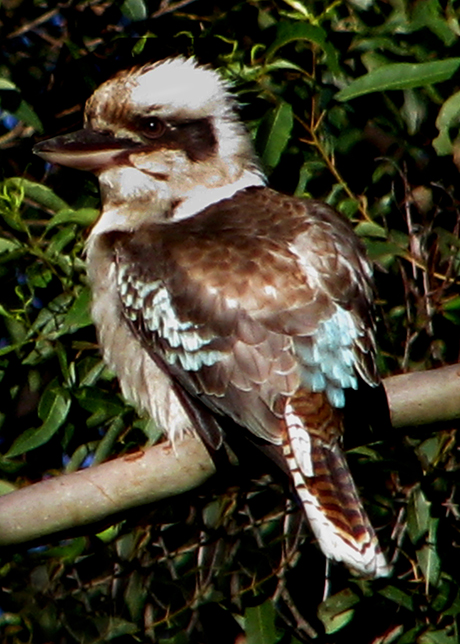 Kookaburra