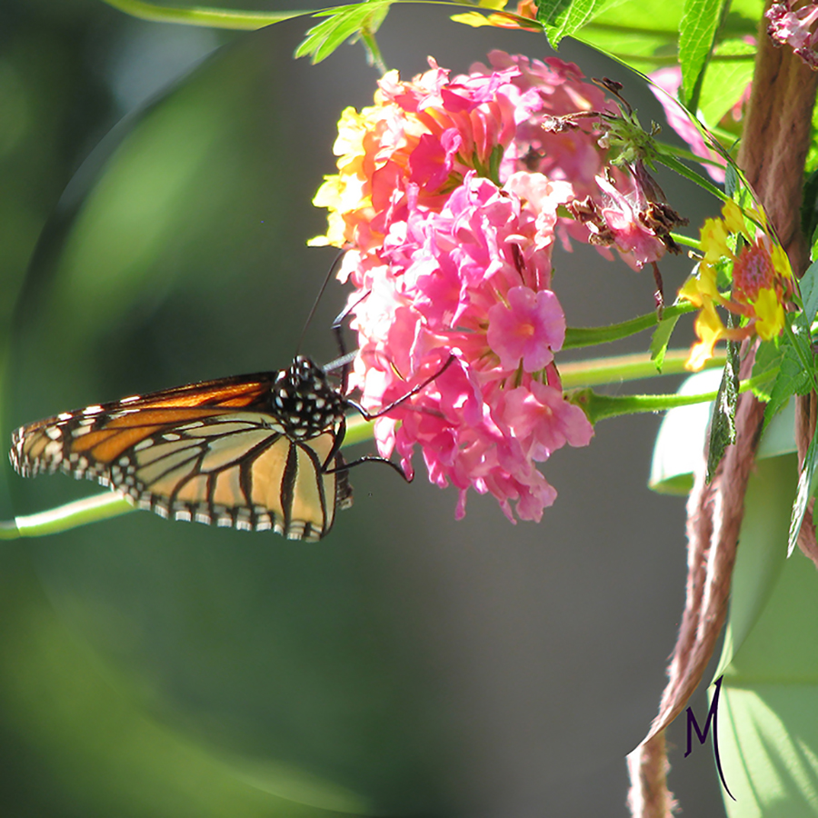 Monarch