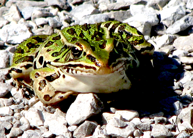 Northern Leopard Frog