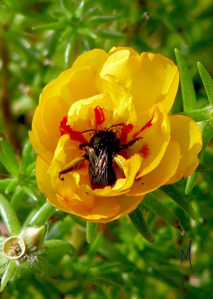 PortulacaAndBee