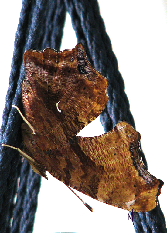 Walnut Sphinx Moth