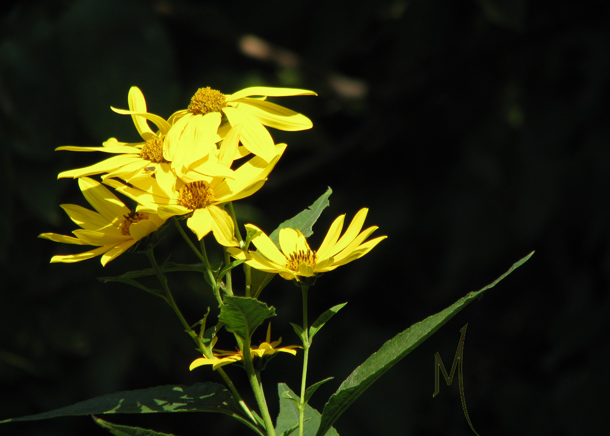 Wild Oxeye Daisy