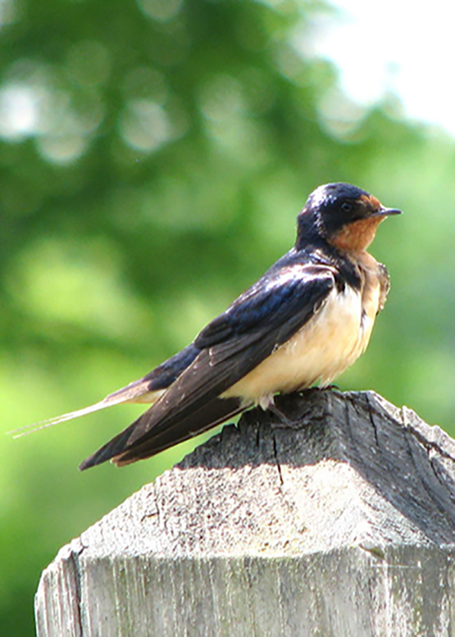 Barn Swallow