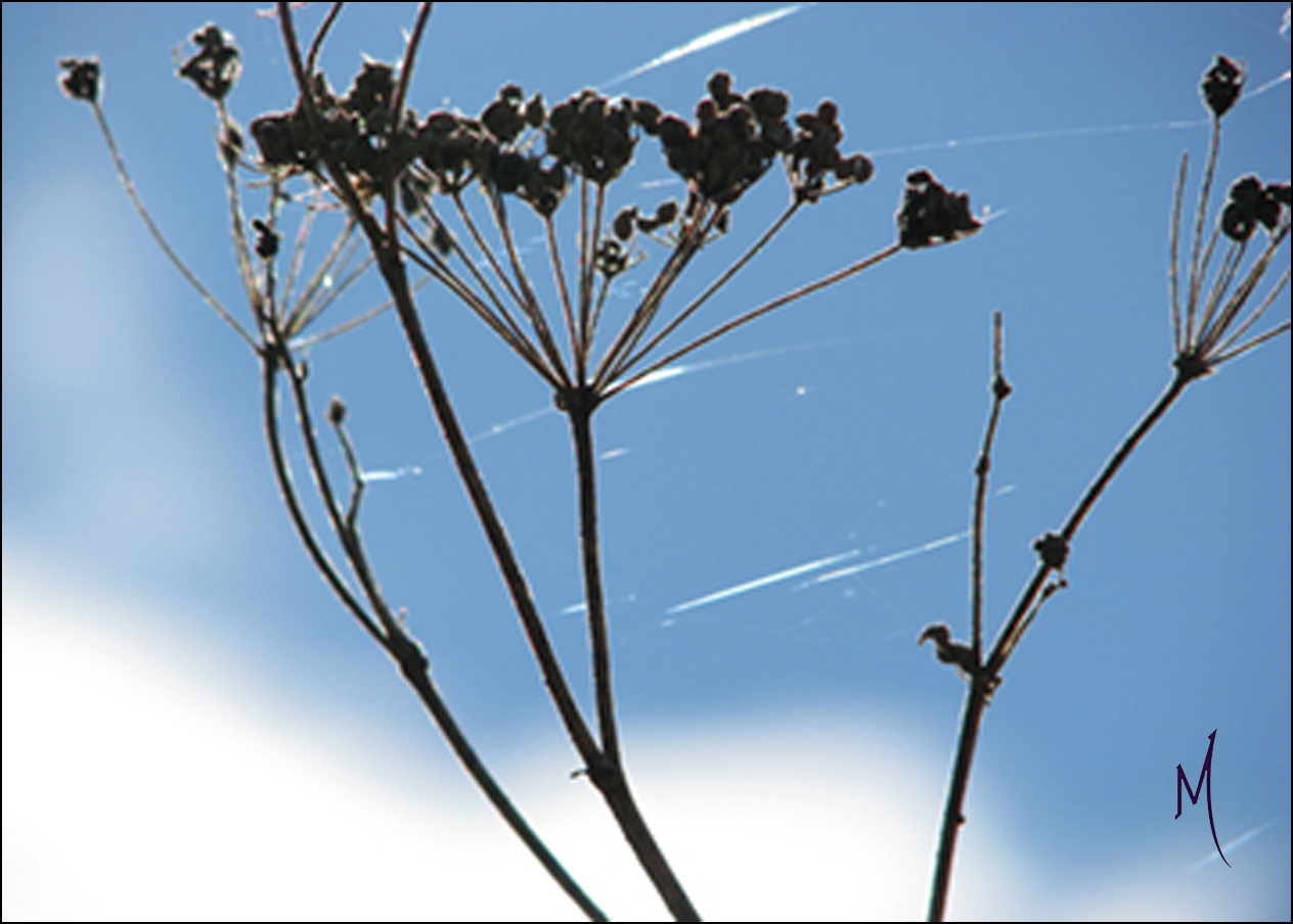 blowing in the wind