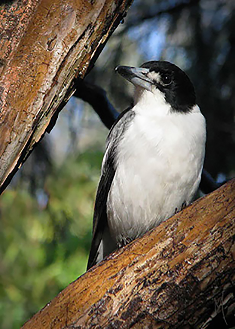 Butcher Bird