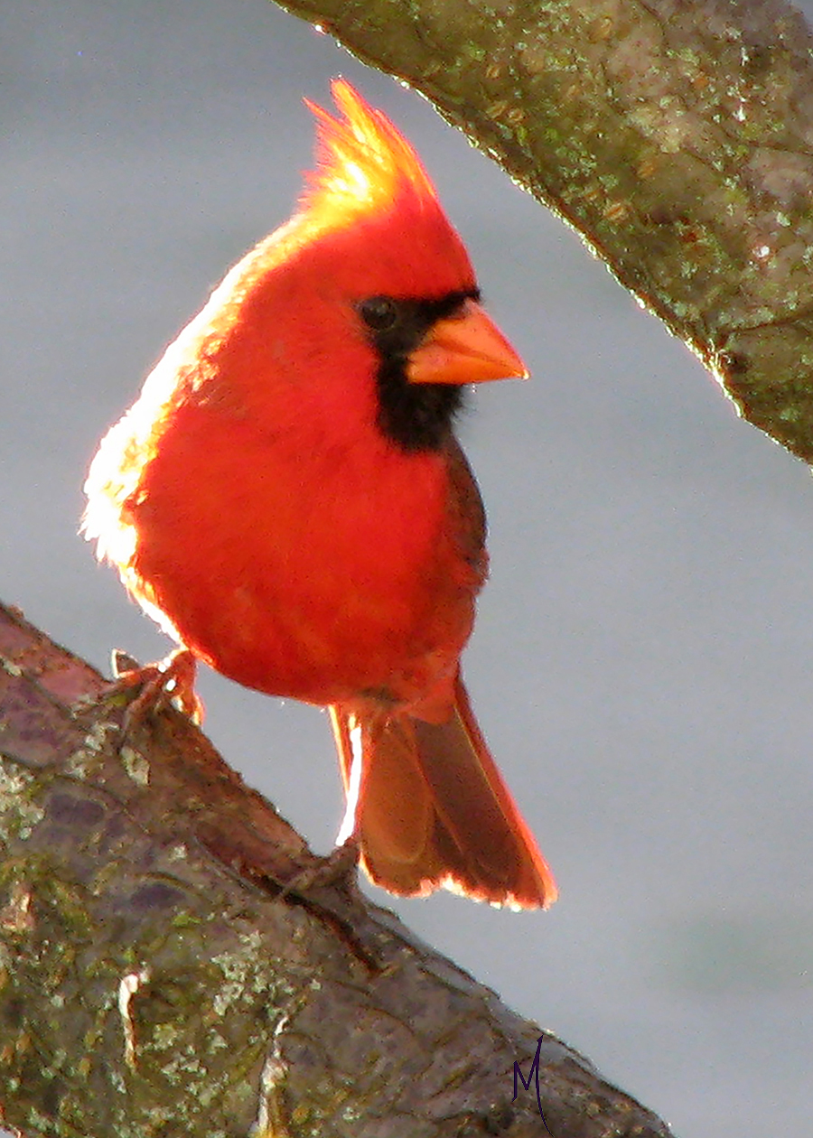 Cardinal