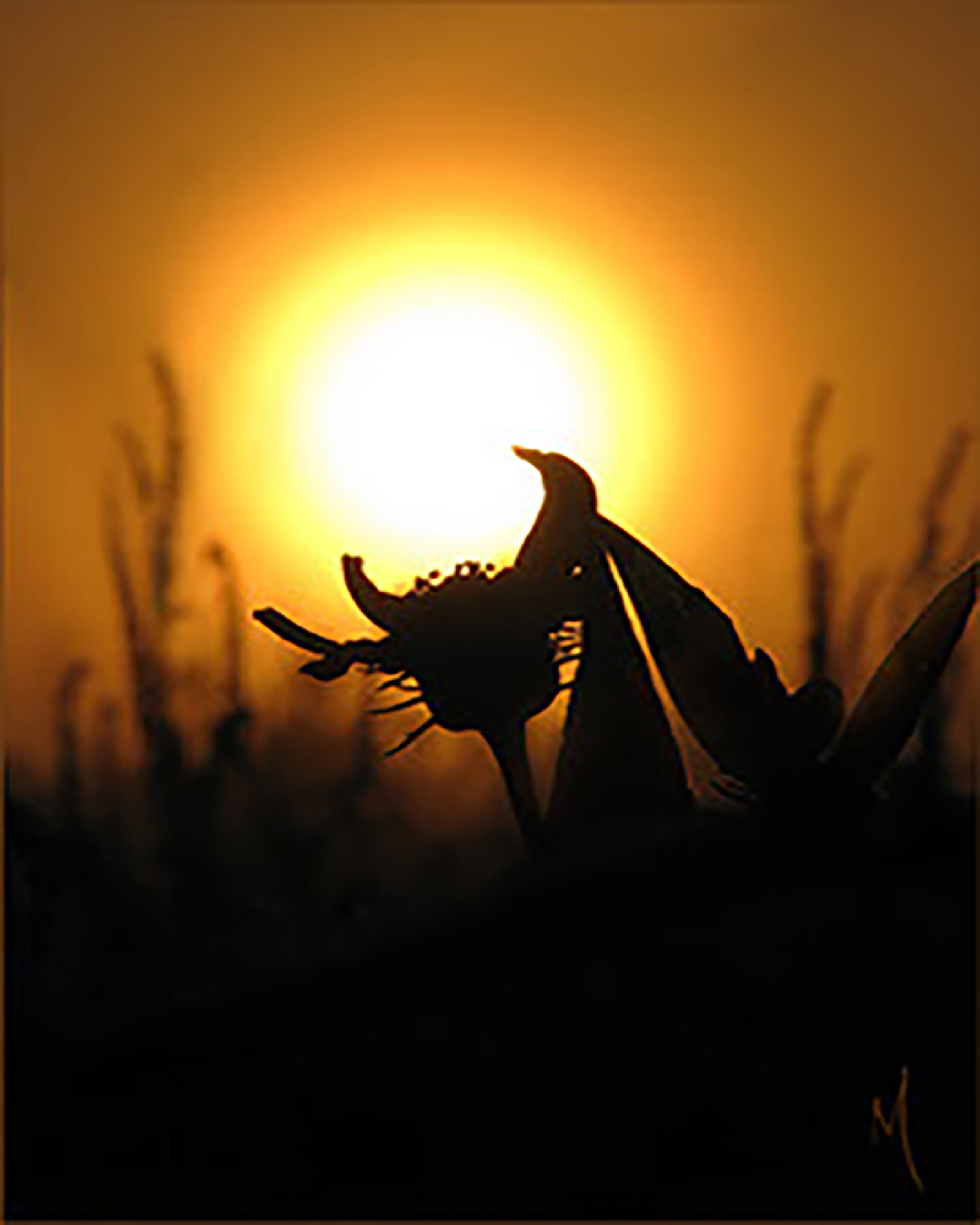 Catching the Sun