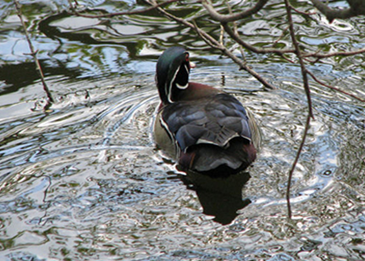 Woodduck