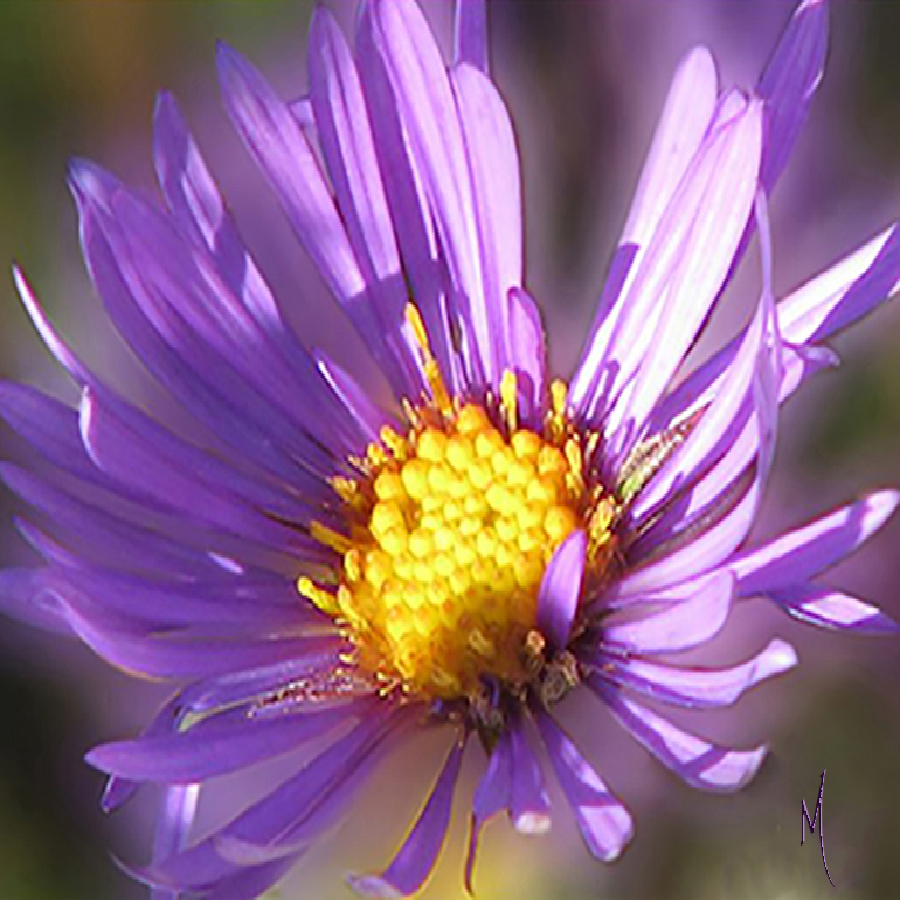 Wild Aster